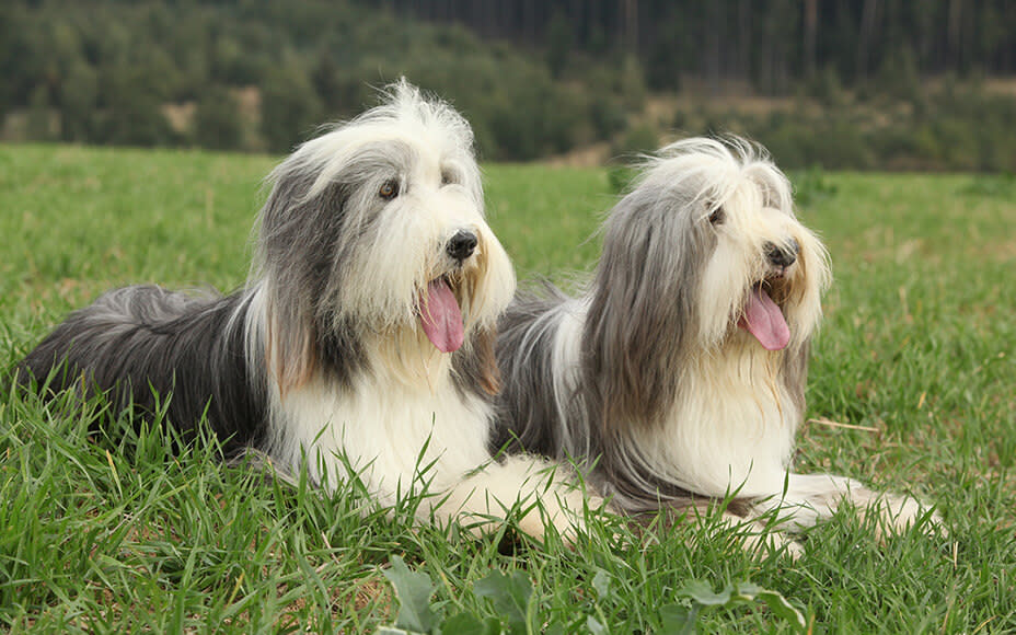 englische hunderassen bearded collie