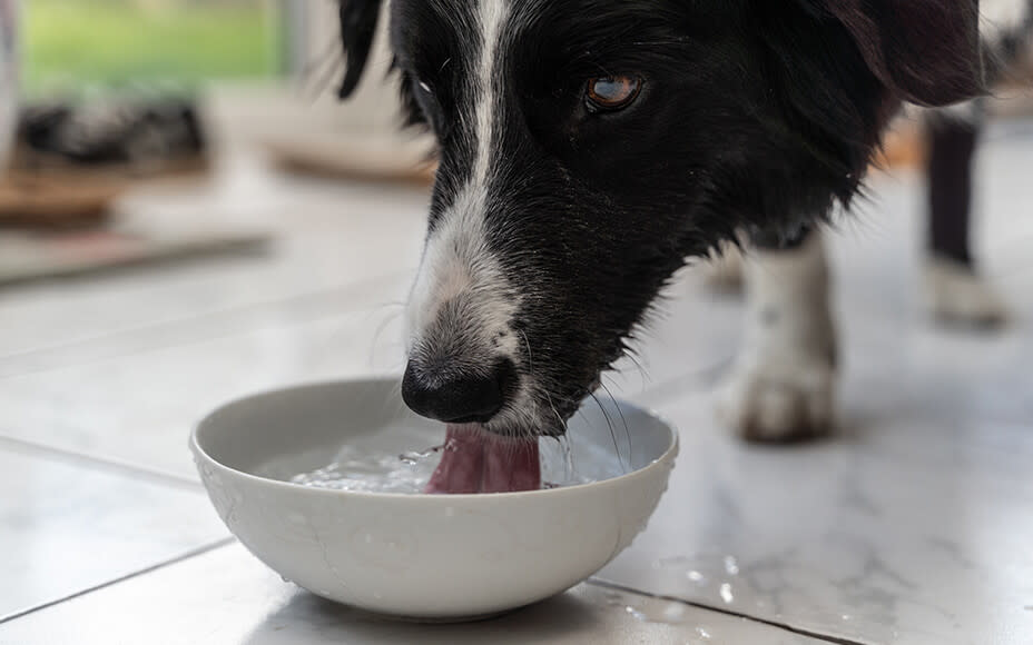 Hund trinkt aus Napf