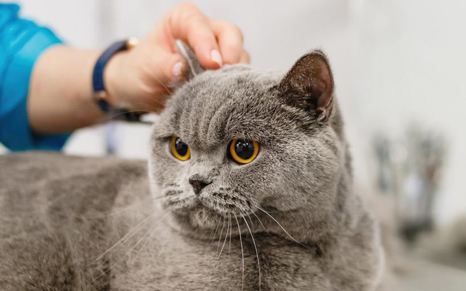 Die 9 besten Tipps zur Katzenpflege - mit Bildern - Pets Deli