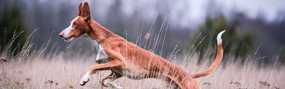 header hunderasse podenco