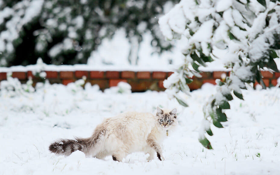 Katze läuft durch den Schnee