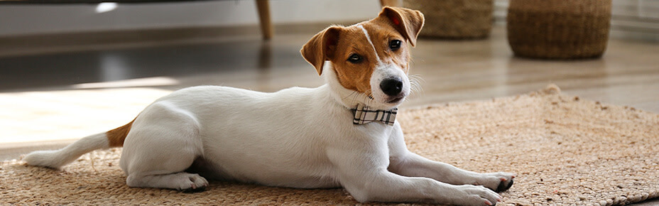 header jack russell