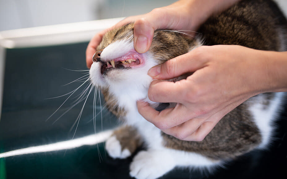 Katze Untersuchung der Zähne