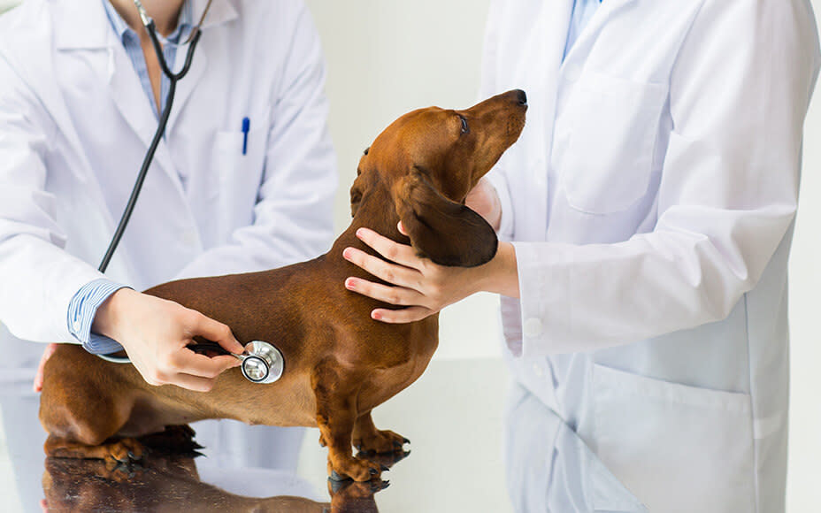 Geschwollener Hodensack Nach Kastration Hund www.petsdeli.de