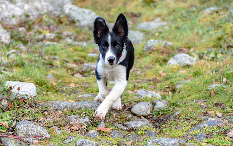 border collie welpen jungshund