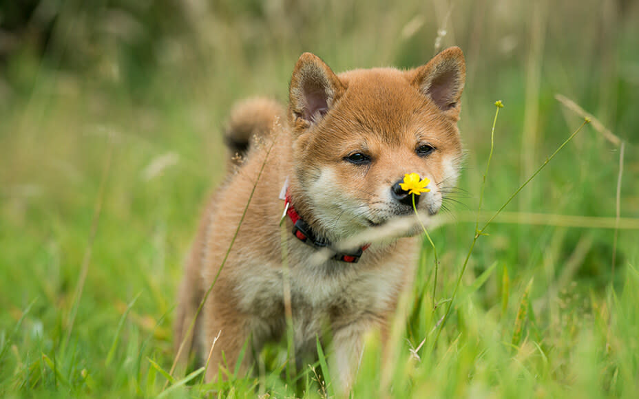 hunderassen welpen shibainu