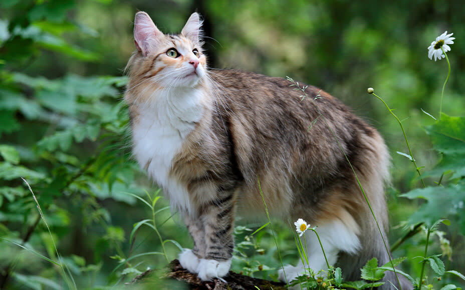 Norwegische Waldkatze im Wald