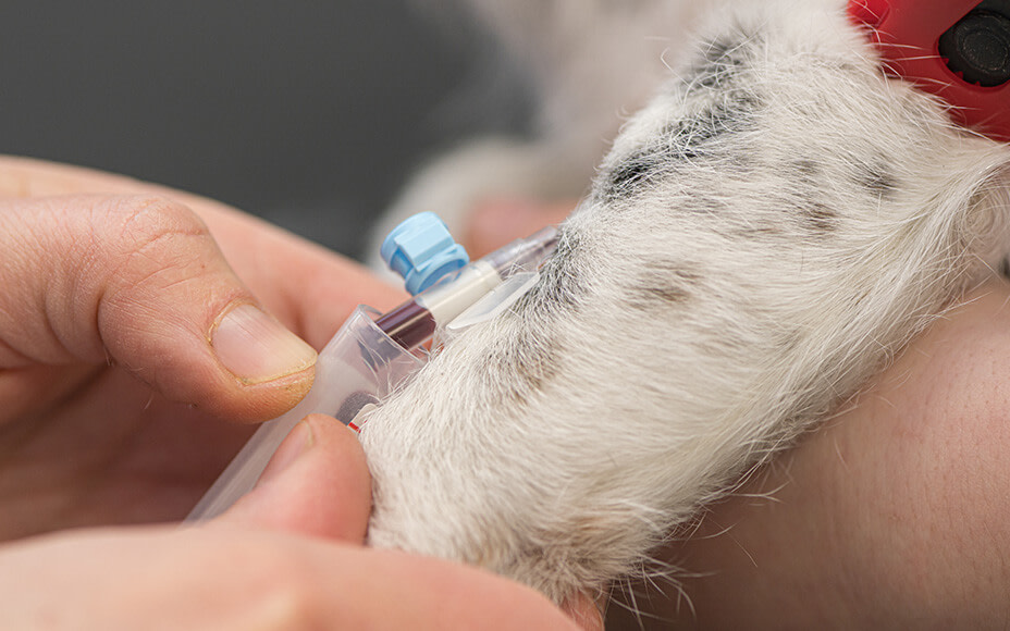 Alkalische Phosphatase Beim Hund Erhöht