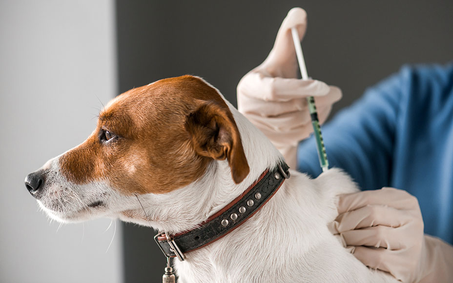 PD-Magazine-Dog-Vaccination-Plan-Preventive-Care-02-Image-250606