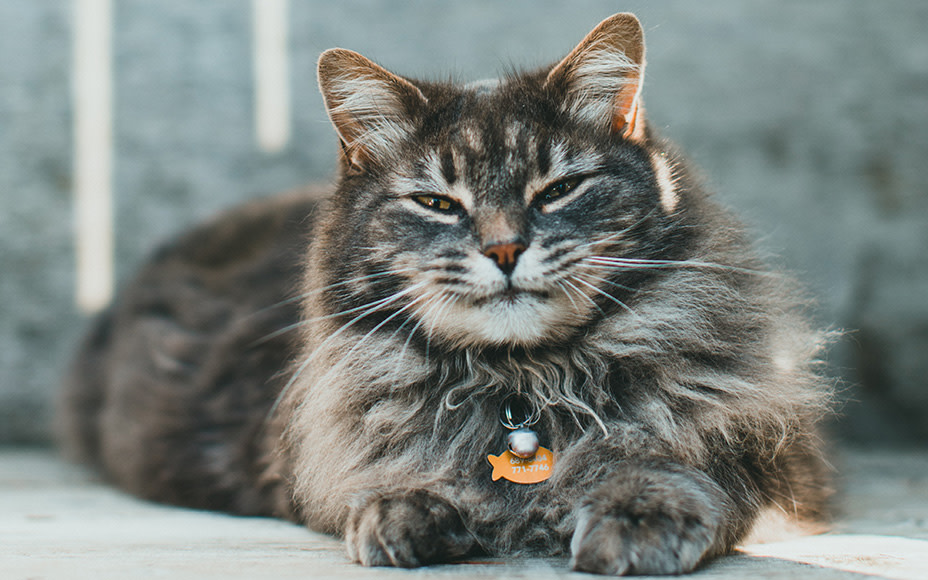 katzen pflege tipps alte katzen