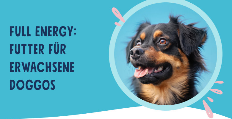 PNJ-header-mobile-dog-adult-DE-250912