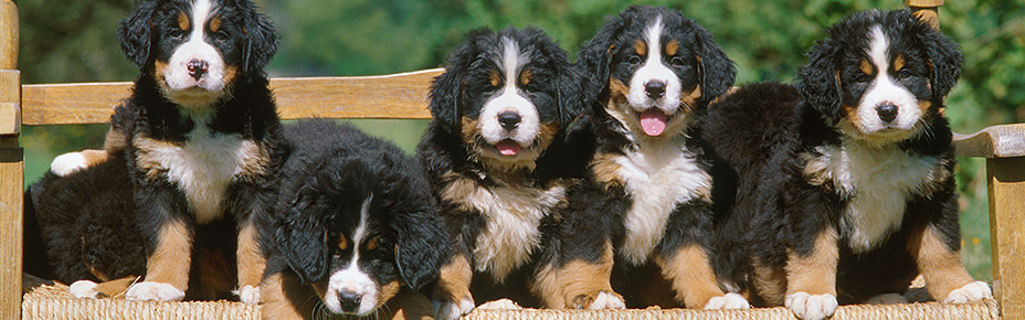 header berner sennenhund welpen