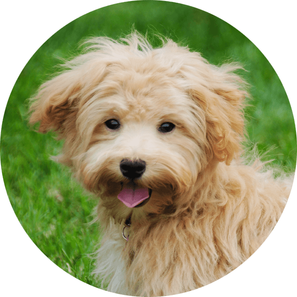 Hund Mini-Line Maltipoo2 Bubble