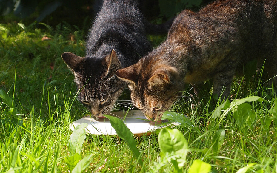 Katzen trinken Milch im Garten