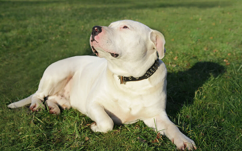 hunderasse dogo argentino