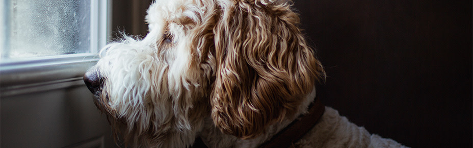 Hund schaut durch Fenster