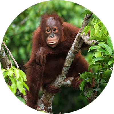 bubbles-orang-utan-wald