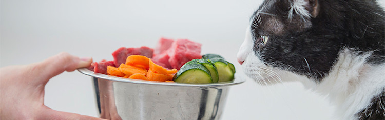 Welches Gemüse darf ich Katzen füttern? - Pets Deli