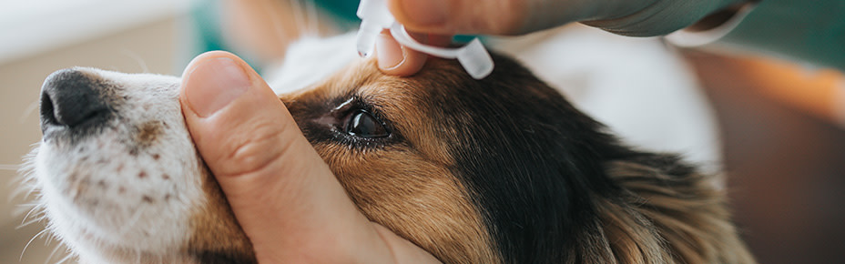 Hund werden Augentropfen verabreicht
