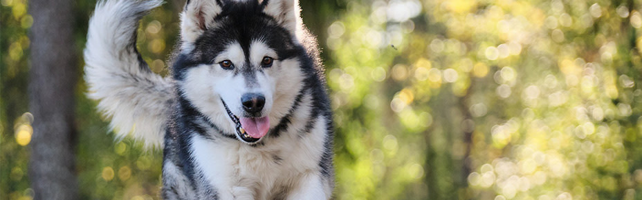 Header Alaskan Malamute