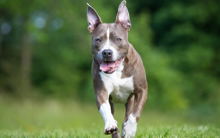 amerikanische hunderassen american staffordshire terrier