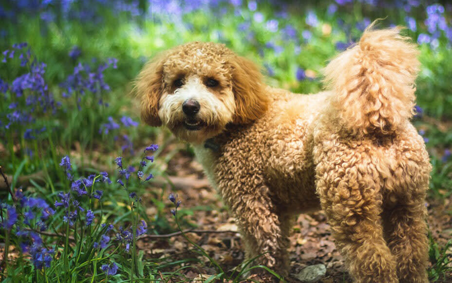 hunderasse cavapoo wesen