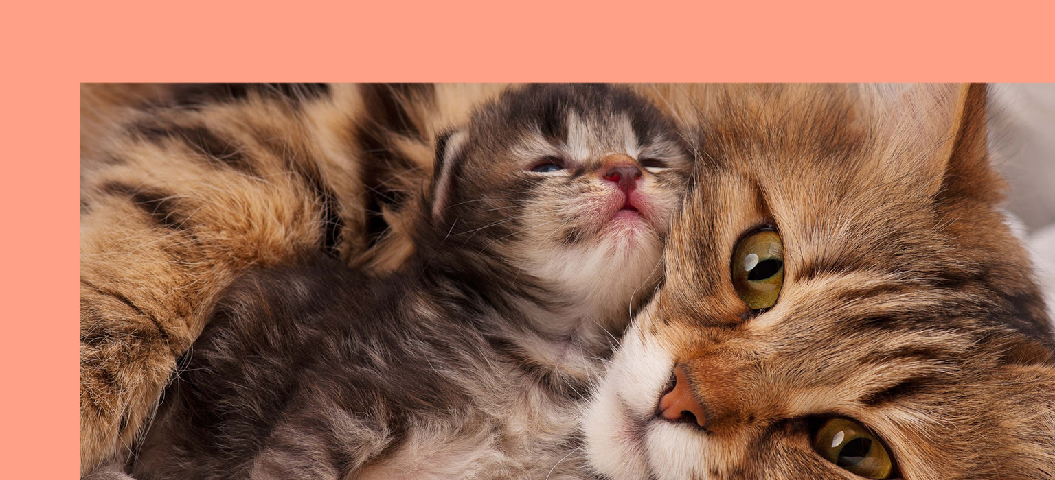 CDP-header-mobile-katze-kitten