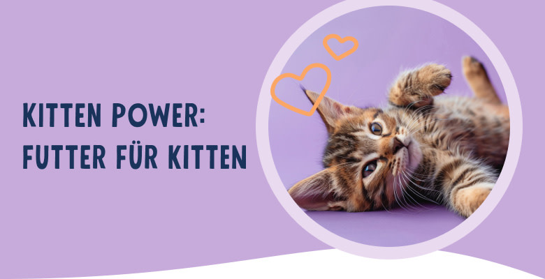 PNJ-header-mobile-cat-kitten-DE-250912