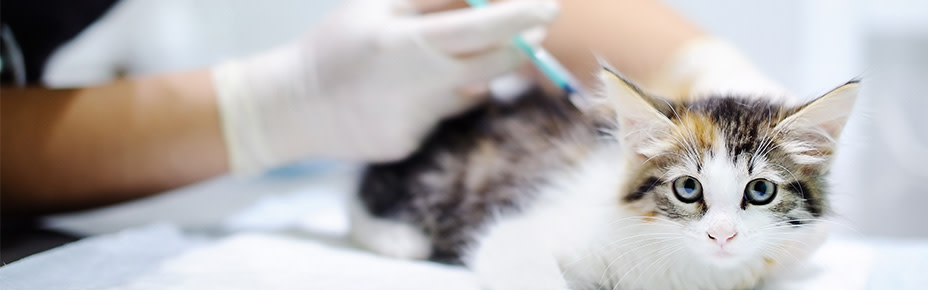 header katze impfen lassen