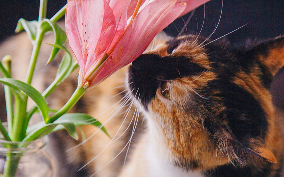 PD-Magazine-Cat-First-Aid-04-Image-250606