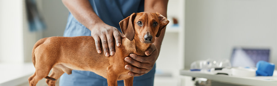 Hund wird untersucht von Tierarzt