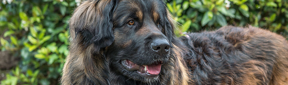 Header-Hunderasse-Leonberger