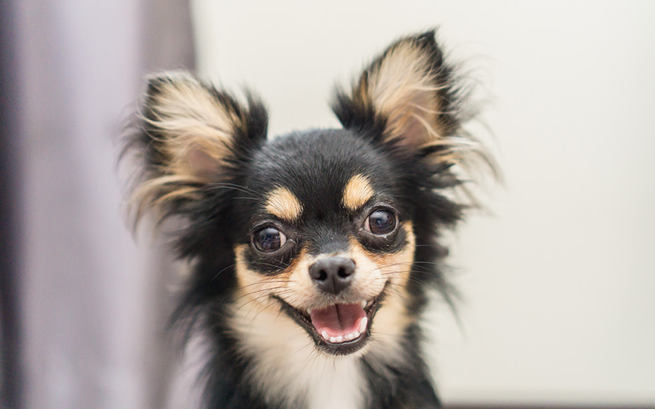 Chihuahua im Portrait
