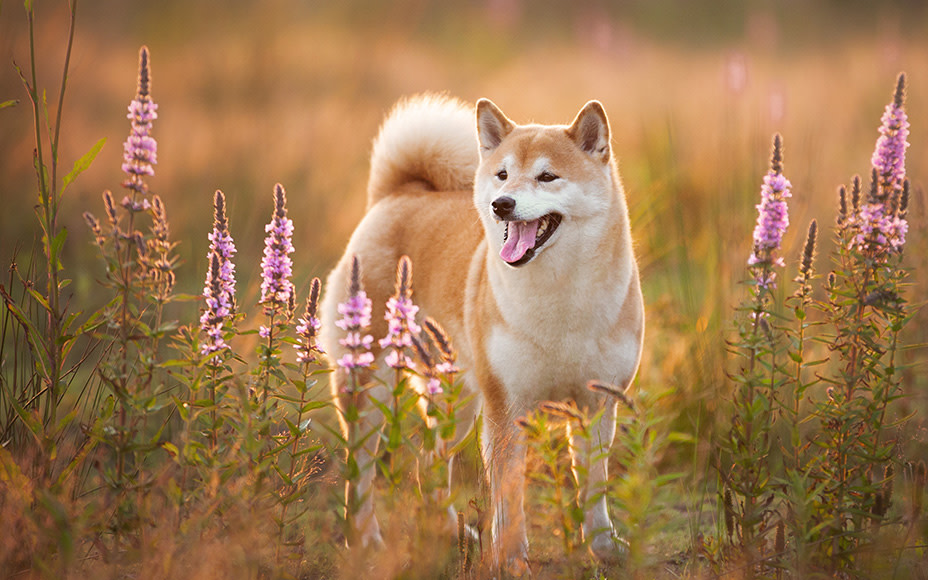 japanische hunderassen shiba inu