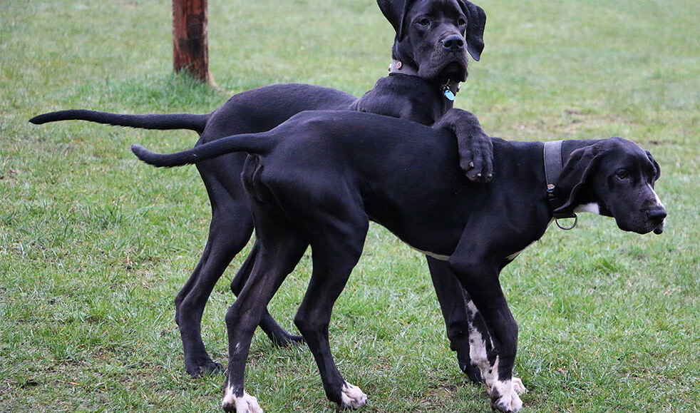 Deutsche Dogge Welpen spielen