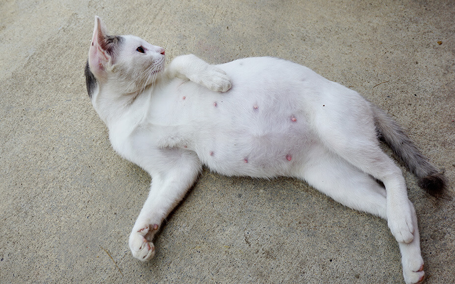 Schwangere Katze mit dickem Bauch liegt auf Rücken