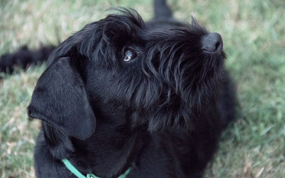 Schwarzer Schnauzer-Welpe