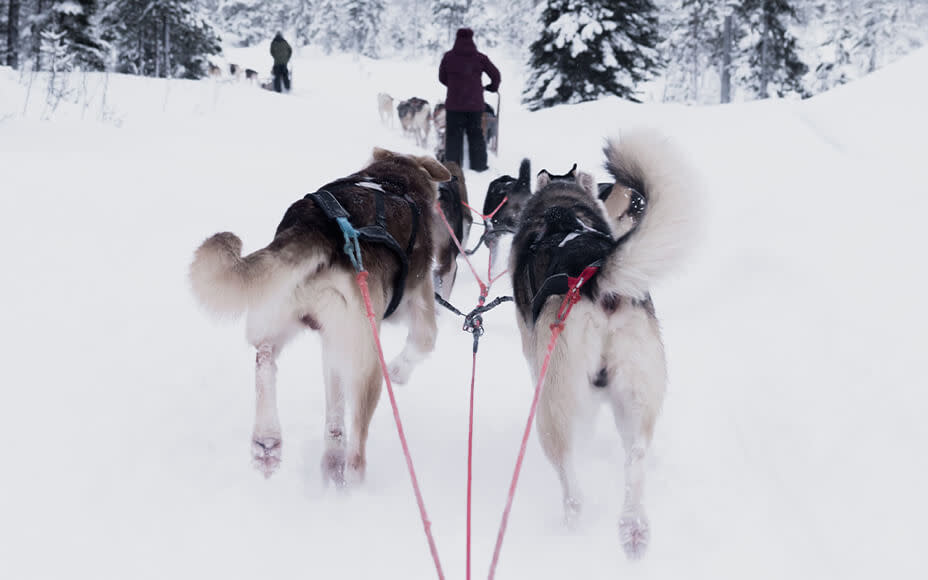 Hunde ziehen Schlitten im Schnee