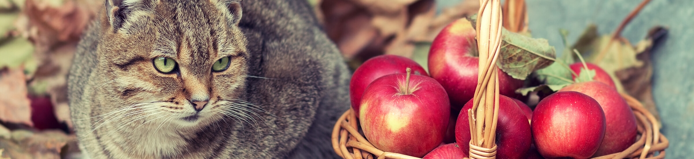 Apfel Fur Hund Katze Entdecke Gesunde Zutaten Pets Deli