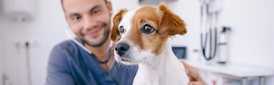 Header Krankenversicherung für Hunde