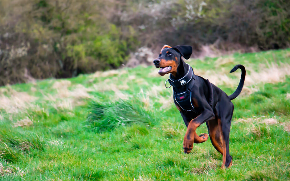 Hund rennt über Wiese