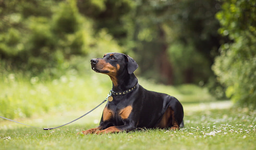 Hunderasse_dobermann_im_gruenen