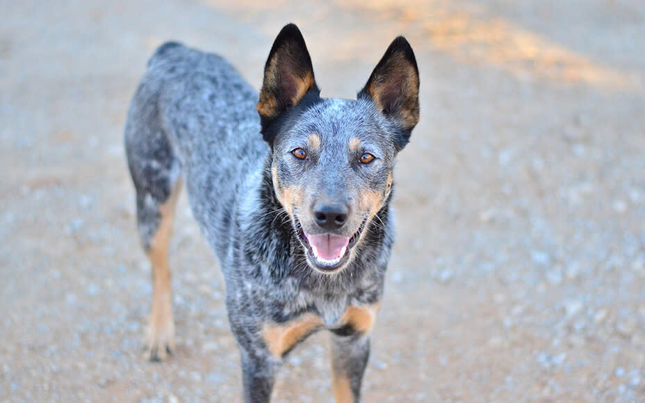 australische hunderassen stumpy tail cattle dog