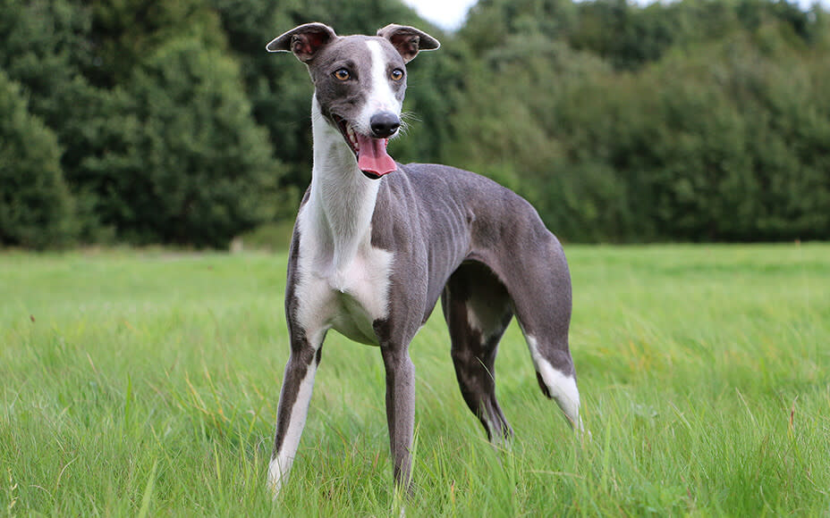 graue hunderassen whippet