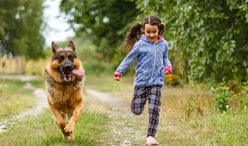 Hunderasse_Deutscher_Schäferhund_Schaeferhund_Kind