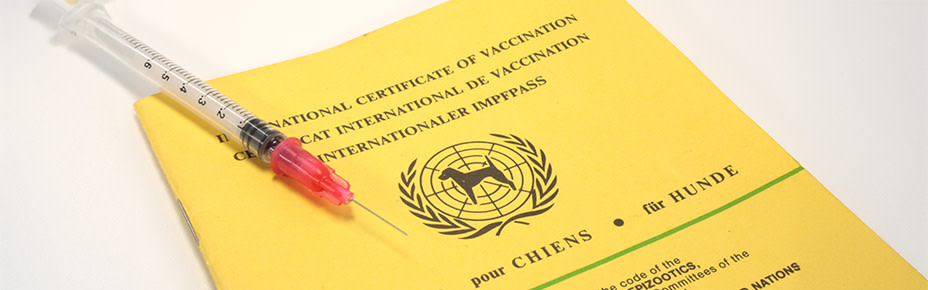 PD-Magazine-Dog-Vaccination-Plan-Preventive-Care-01-Header-250606