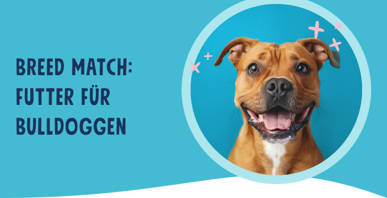 PNJ-header-mobile-dog-bulldog-DE-250912