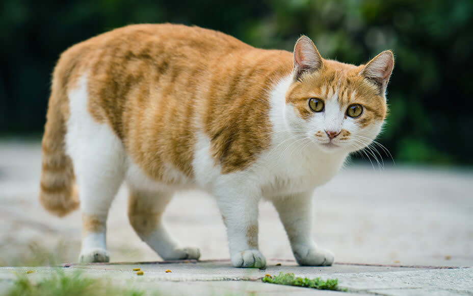 katze gewicht dick