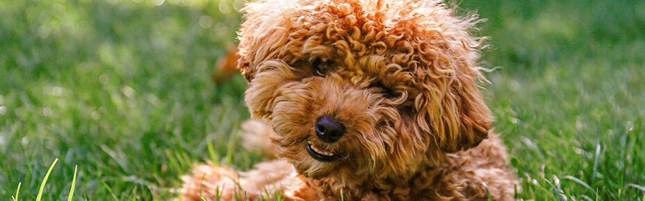 header hunderasse maltipoo