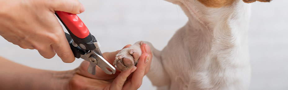 Hund werden Krallen geschnitten